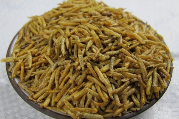 2018养蝇蛆赚钱吗?蝇蛆养殖的利润与投资成本及前景预测