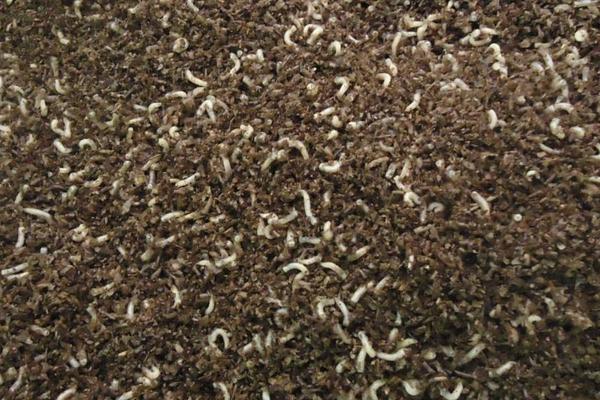 2018养蝇蛆赚钱吗?蝇蛆养殖的利润与投资成本及前景预测