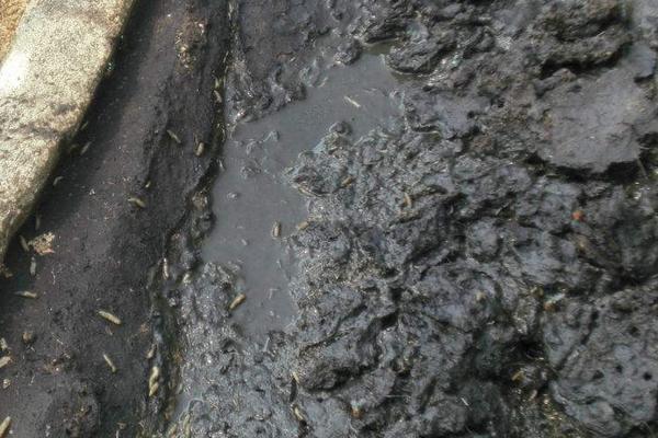 2018养蝇蛆赚钱吗?蝇蛆养殖的利润与投资成本及前景预测