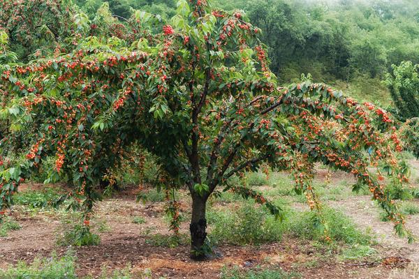 樱桃树不结果是怎么回事