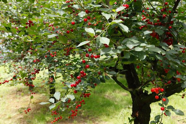 樱桃树什么时候种