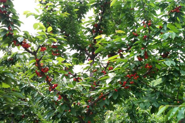 樱桃树什么时候种