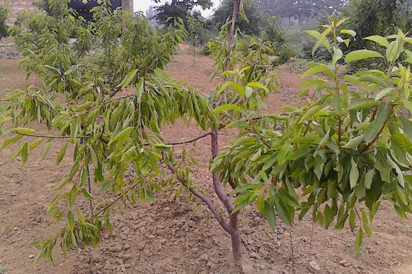 樱桃树什么时候种