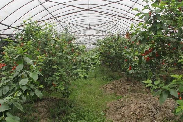 樱桃树什么时候种