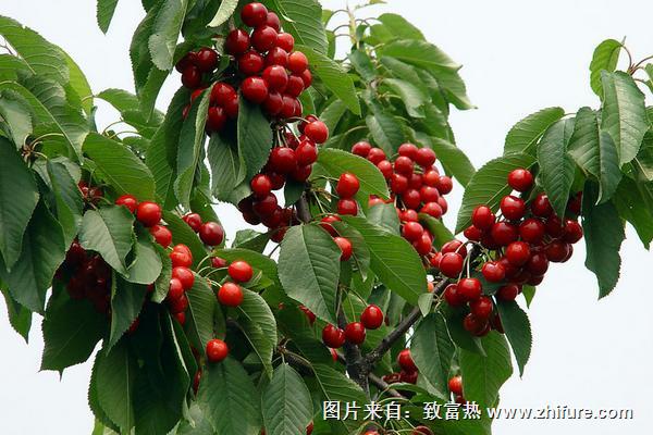 樱桃树什么时候种