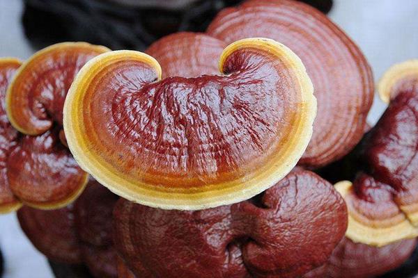 2015种灵芝赚钱吗?2015灵芝种植前景及市场价格分析