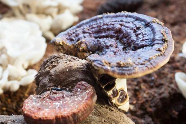 2015种灵芝赚钱吗?2015灵芝种植前景及市场价格分析