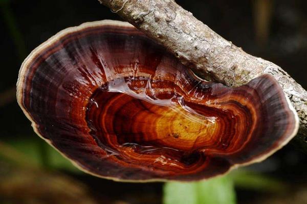 2015种灵芝赚钱吗?2015灵芝种植前景及市场价格分析