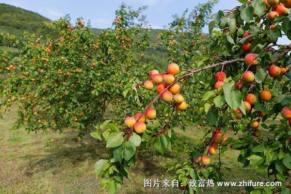 种植樱桃树技术