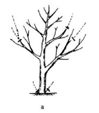 石榴整形修剪方法(图解步骤)