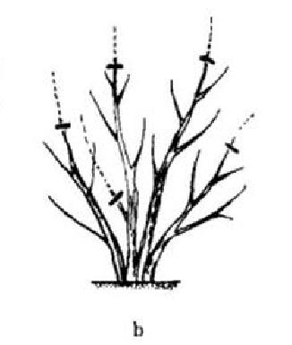 石榴整形修剪方法(图解步骤)