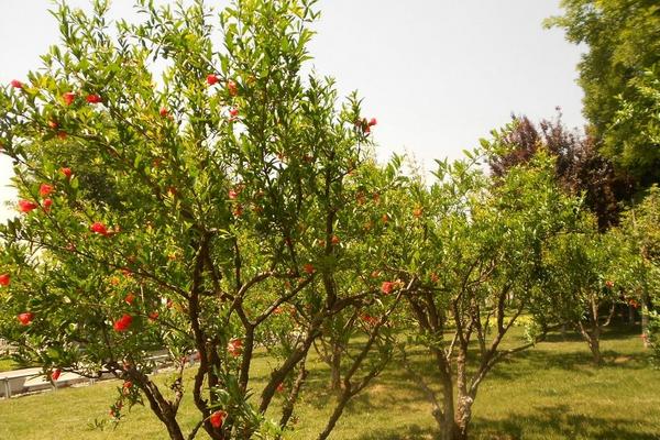 石榴整形修剪方法(图解步骤)