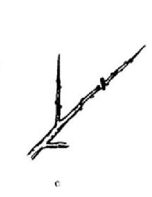 石榴整形修剪方法(图解步骤)