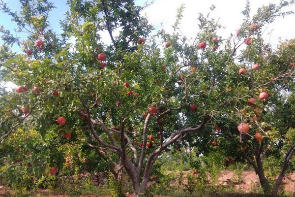 石榴整形修剪方法(图解步骤)