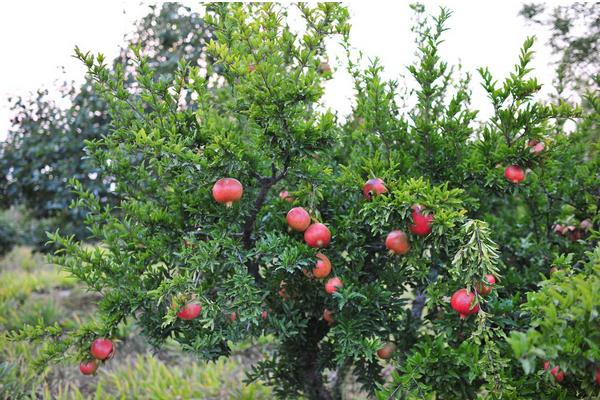 石榴整形修剪方法(图解步骤)