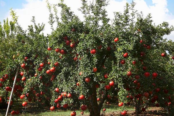 石榴整形修剪方法(图解步骤)