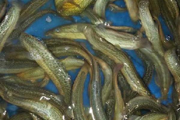 小伙放弃厨师 藕塘养泥鳅获成功