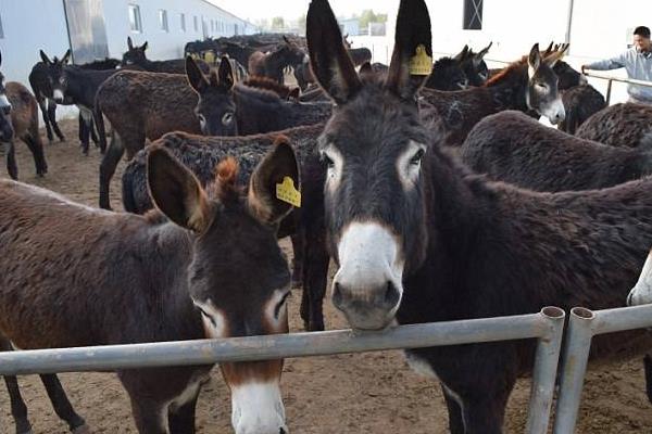 2015年养驴的市场前景怎么样?赚钱吗?