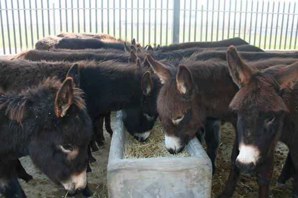 2015年养驴的市场前景怎么样?赚钱吗?