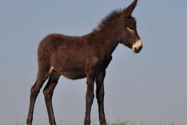 2015年养驴的市场前景怎么样?赚钱吗?