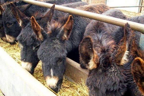 2015年养驴的市场前景怎么样?赚钱吗?