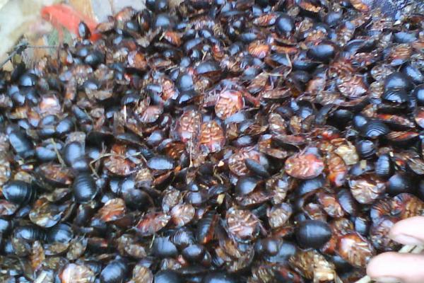 2018养土元赚钱吗?土元养殖的利润与投资成本及前景预测