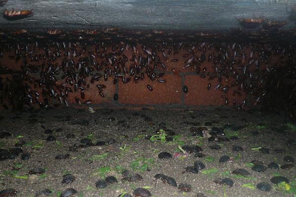 2018养土元赚钱吗?土元养殖的利润与投资成本及前景预测