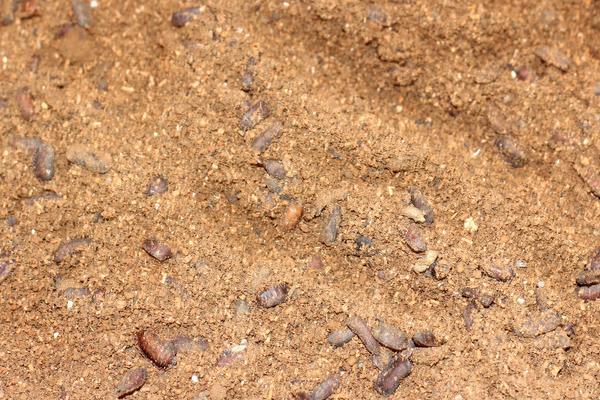 2018养土元赚钱吗?土元养殖的利润与投资成本及前景预测