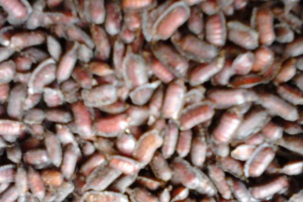 2018养土元赚钱吗?土元养殖的利润与投资成本及前景预测