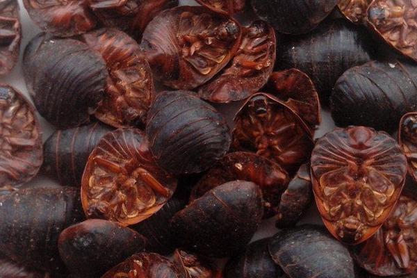 2018养土元赚钱吗?土元养殖的利润与投资成本及前景预测