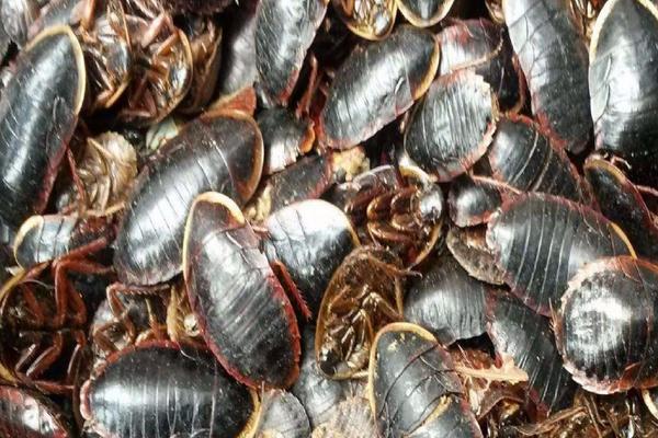 2018养土元赚钱吗?土元养殖的利润与投资成本及前景预测