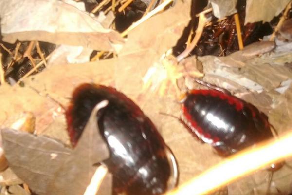 2018养土元赚钱吗?土元养殖的利润与投资成本及前景预测