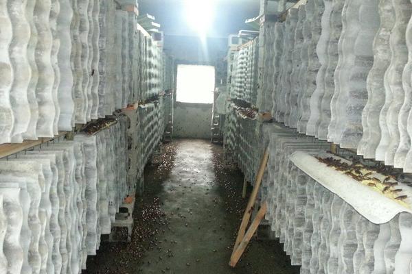 2018养土元赚钱吗?土元养殖的利润与投资成本及前景预测