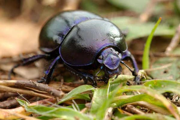 2018养蜣螂赚钱吗?蜣螂养殖的利润与投资成本及前景预测