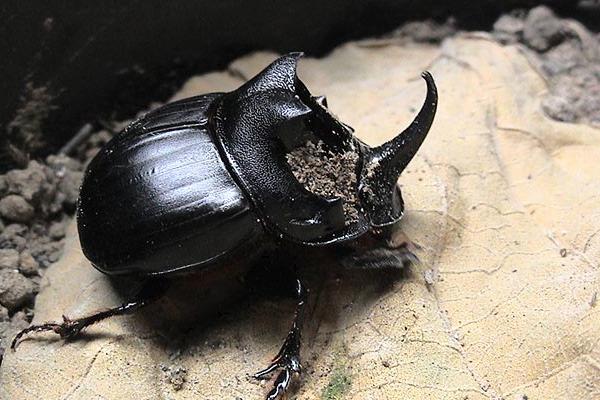 2018养蜣螂赚钱吗?蜣螂养殖的利润与投资成本及前景预测