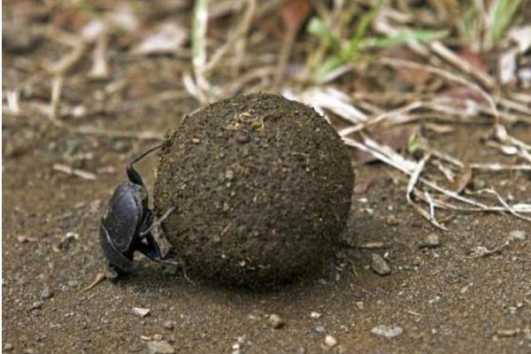 2018养蜣螂赚钱吗?蜣螂养殖的利润与投资成本及前景预测