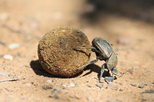 2018养蜣螂赚钱吗?蜣螂养殖的利润与投资成本及前景预测