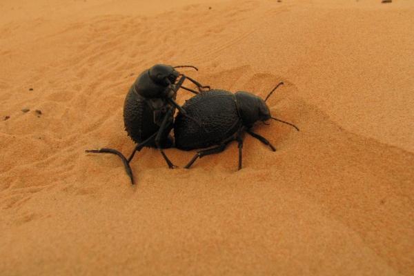 2018养蜣螂赚钱吗?蜣螂养殖的利润与投资成本及前景预测