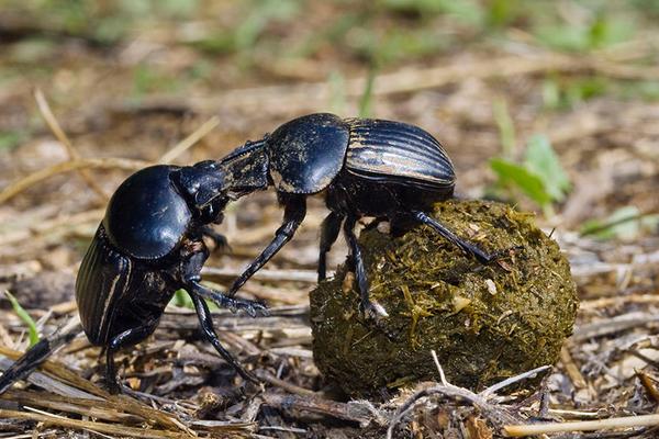 2018养蜣螂赚钱吗?蜣螂养殖的利润与投资成本及前景预测