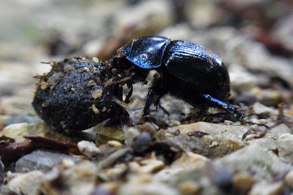 2018养蜣螂赚钱吗?蜣螂养殖的利润与投资成本及前景预测