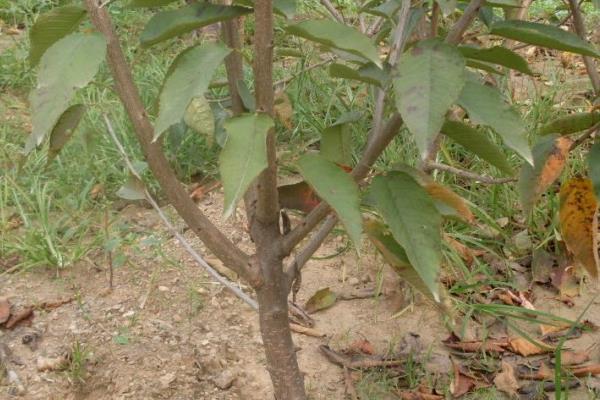 樱桃树冬季管理技术