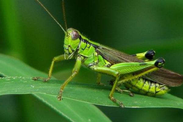 2018养蝗虫赚钱吗?蝗虫养殖的利润与投资成本及前景预测