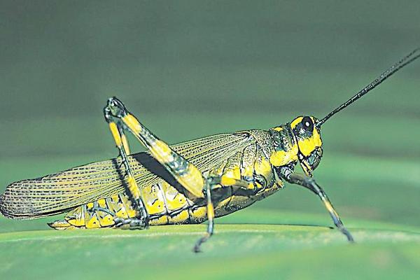 2018养蝗虫赚钱吗?蝗虫养殖的利润与投资成本及前景预测