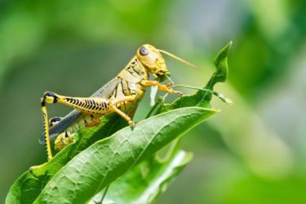 2018养蝗虫赚钱吗?蝗虫养殖的利润与投资成本及前景预测