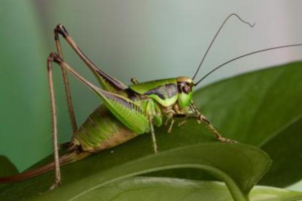 2018养蝗虫赚钱吗?蝗虫养殖的利润与投资成本及前景预测