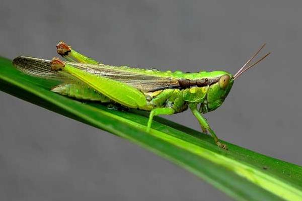 2018养蝗虫赚钱吗?蝗虫养殖的利润与投资成本及前景预测