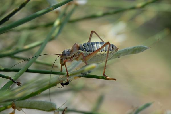 2018养蝗虫赚钱吗?蝗虫养殖的利润与投资成本及前景预测