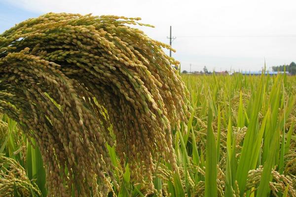 2018种水稻赚钱吗?水稻种植的利润与投资成本及前景预测