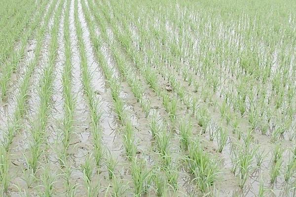 2018种水稻赚钱吗?水稻种植的利润与投资成本及前景预测