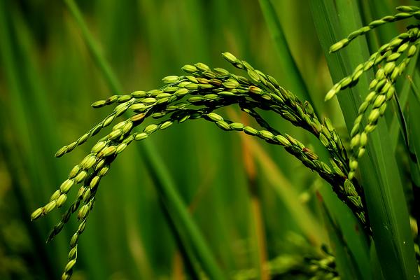 2018种水稻赚钱吗?水稻种植的利润与投资成本及前景预测